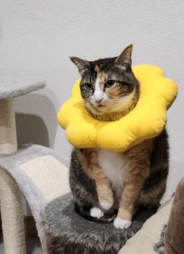 Colar isabelino para gatos | Cat recovery collar